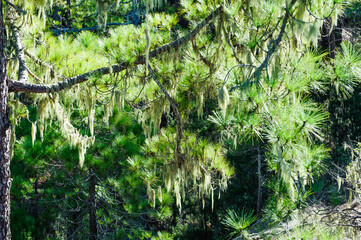 Lichens hanging on the branch