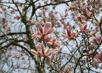 Saucer magnolia tree in full blossom in spring