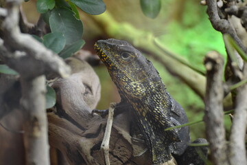Leguan