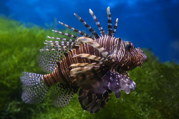 Lionfish (dendrochirus zebra), fish in an aquarium, blurred background