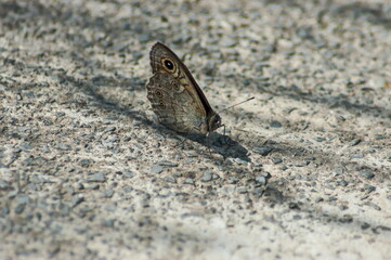Female butterfly giant peacock moth or Saturnia pyri on moist sand, Sofia, Bulgaria  