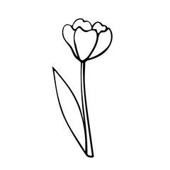 Outline of Tulip flower isolated on white background. Hand drawn design element. Simple black contour illustration in sketch style Doodle. Symbol of spring, love, flowering