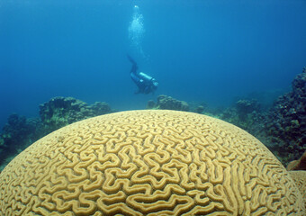 Naklejka na ściany i meble scuba diver and coral reef , caribbean sea , Venezuela