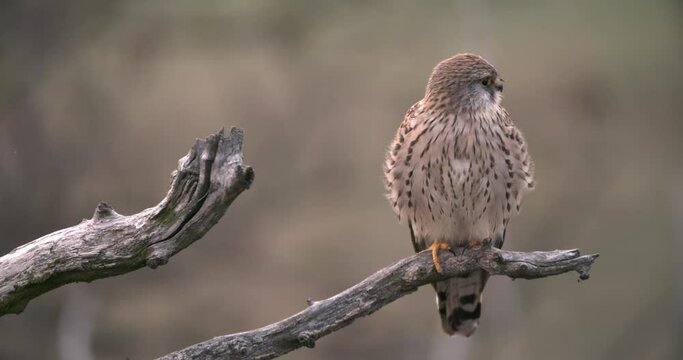 Female common kestrel, falco tinnunculus, sitting on a branch in treetop and resting. Wild bird of prey perched on a twig in springtime nature. Tranquil scenery with animal wildlife.