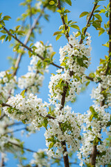 spring tree in the garden