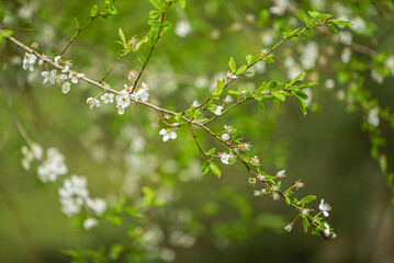 spring tree in the garden