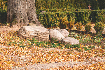 big granite boulder field stones near tree in cemetery. Ground covered with autumn leaves