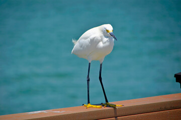 Silberreiher (Fischreiher)