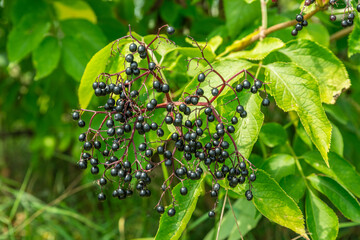 Elderberries or Sambucus berries fresh on the bush close-up.