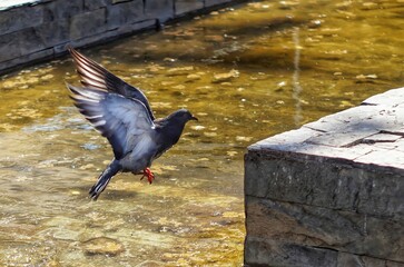 Fototapeta premium duck in the river