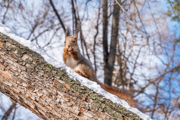 The squirrel with nut sits on tree in the winter or late autumn