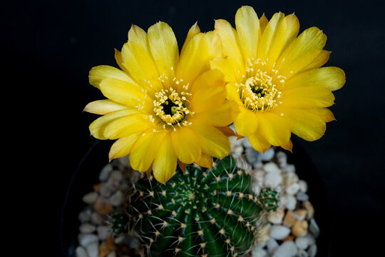 Lobivia aurea (Britton and Rose) Backeb. gold yellow blossom is Echinopsis found in tropical at Argentina. it plant type cactus (cacti) have 2 flowers, stamens match the color of the flower. top view