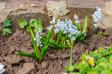 Beautiful flowers of Puschkinia scilloides (commonly known as striped squill or Lebanon squill) in garden at spring