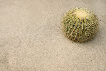 The cactus has thorns around in the sand gardening                               