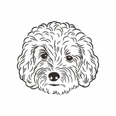 Toy Poodle front face illustration