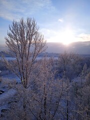 landscape with trees