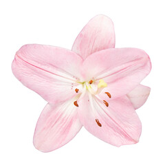 Fototapeta na wymiar pink lily isolated on white background