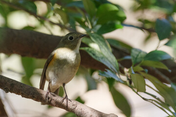 青い鳥ルリビタキ　東京、新宿御苑での野鳥や自然の風景