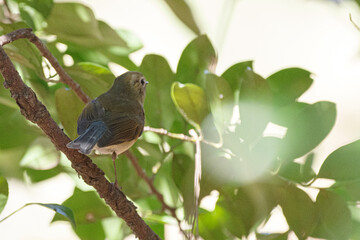 青い鳥ルリビタキ　東京、新宿御苑での野鳥や自然の風景