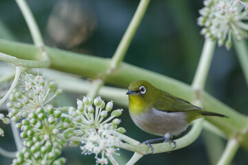 ヤツデの実とメジロ　東京、新宿御苑での野鳥や自然の風景