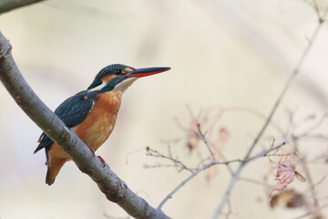 カワセミ　母と子の森にて　東京、新宿御苑での野鳥や自然の風景
