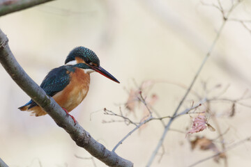 カワセミ　母と子の森にて　東京、新宿御苑での野鳥や自然の風景