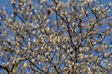つぼみが膨らんできている。春の気配　東京、新宿御苑での野鳥や自然の風景