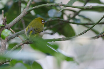 メジロ　東京、新宿御苑での野鳥の風景