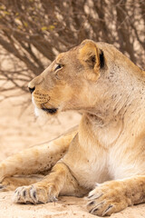 Lioness in the Kgalagadi