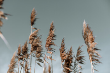 Pampas grass,soft plants in the sky, Abstract natural background of soft plants Cortaderia selloana moving in the wind.