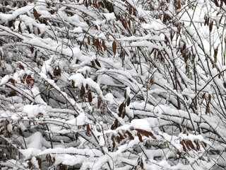 branches of trees are covered with snow in winter