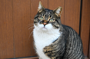 Domestic cat sitting in front of a door of a house. Sweet adult male cat. Feline. Tabby cat o the street.