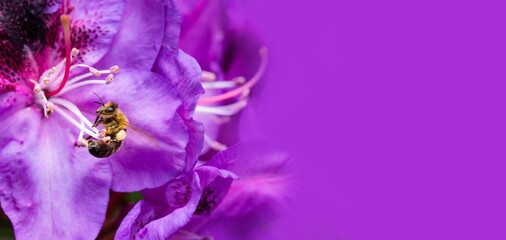 pszczoła na fioletowym kwiatku rododendrona - obrazy, fototapety, plakaty