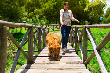Beautiful young Hispanic woman walking her Golden Retriever dog on a wooden bridge in the middle of...