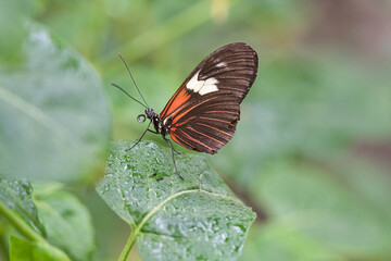 colorful butterfly on a leaf, flower. elegant and delicate