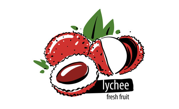 Drawn vector lychee on a white background