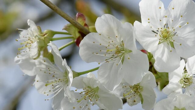 Kirschbl&uuml;te 01