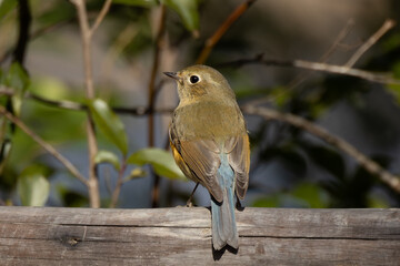 尾だけ青いルリビタキの雌