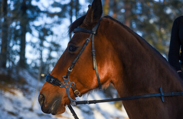 Muzzle of a brown horse in winter, close-up