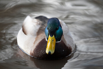 Portrait of a male mallard (Anas platyrhynchos) swimming on a lake, looking straight on camera. Beautiful wild duck (drake) on the pristine waters of a pond