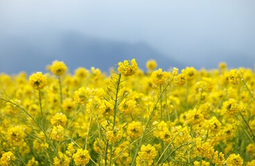 Obraz premium 満開の菜の花、早春の菜の花畑、滋賀県守山市