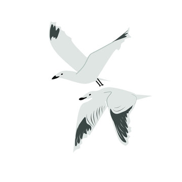 vector seagulls in flat and cartoon style on a white background, beautiful birds graphics for design