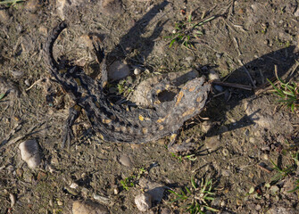 A crushed dead salamander on the natural surface. Concept of ecology and animal protection.
