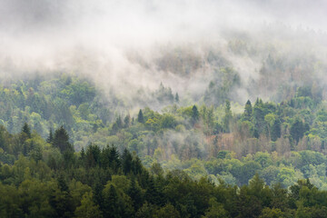 Montée de la brume sur le massif forestier vosgien, France