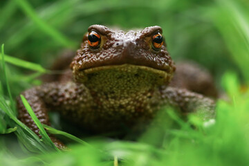 Earthen brown toad in green grass in rainy weather close up partial focus