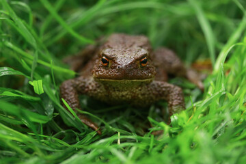 Earthen brown toad in green grass in rainy weather close up partial focus