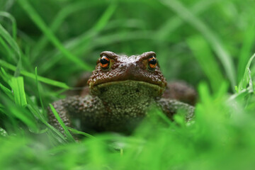 Earthen brown toad in green grass in rainy weather close up partial focus