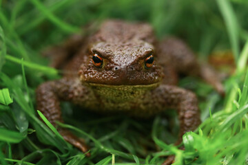 Earthen brown toad in green grass in rainy weather close up partial focus
