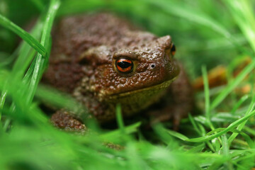 Earthen brown toad in green grass in rainy weather close up partial focus