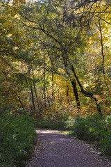 walking path in the park - yellow leaves in the park in October